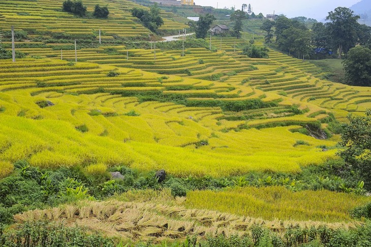 Yen Bai province, an alluring destination in the northwest - ảnh 4